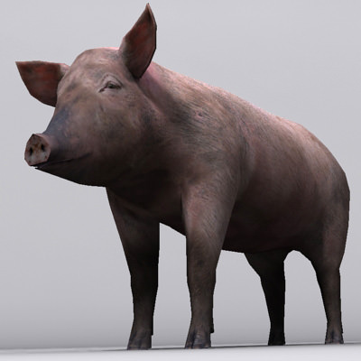 Animal Pig Low-poly 3D model_5