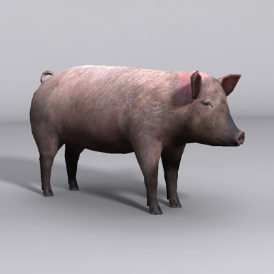 Animal Pig Low-poly 3D model_1