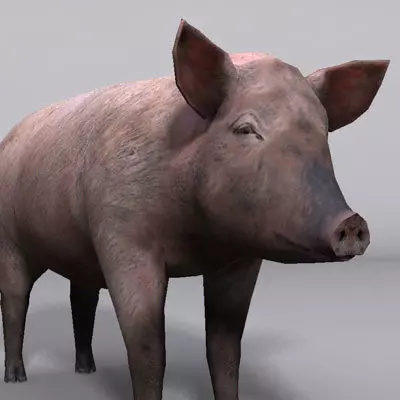 Animal Pig Low-poly 3D model_0