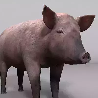 Animal Pig
