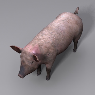 Animal Pig Low-poly 3D model_3