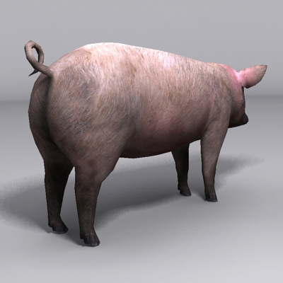 Animal Pig Low-poly 3D model_2