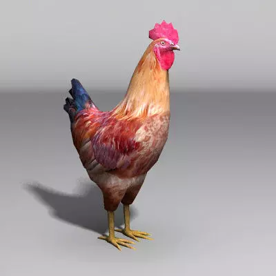 rooster Low-poly 3D model