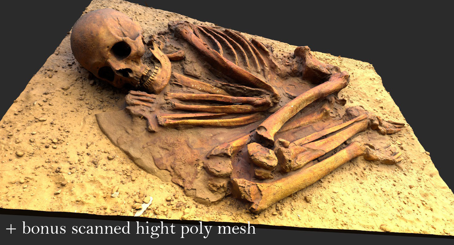 Real humen sceleton Low-poly 3D model_25