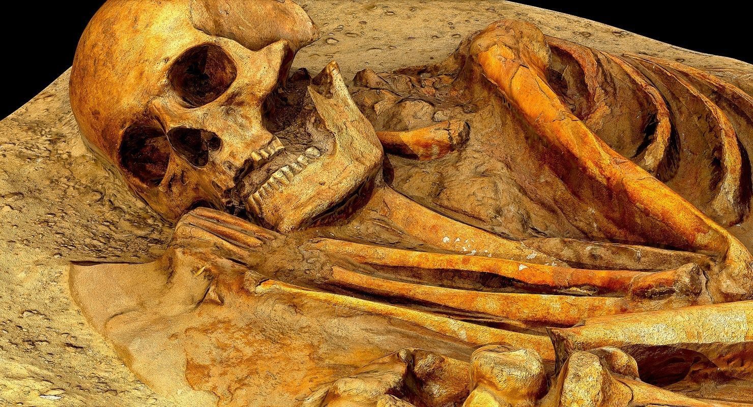 Real humen sceleton Low-poly 3D model_15