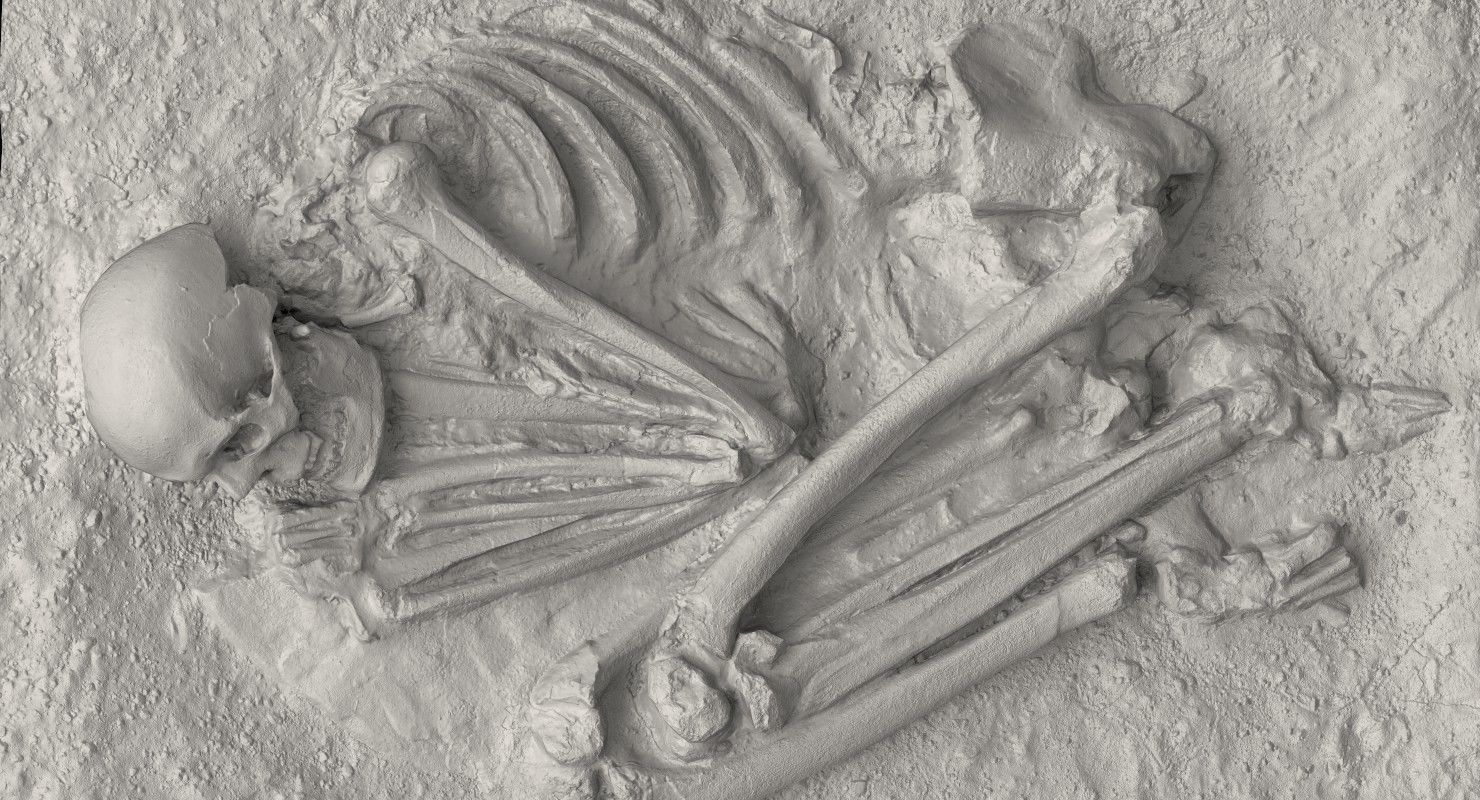 Real humen sceleton Low-poly 3D model_2