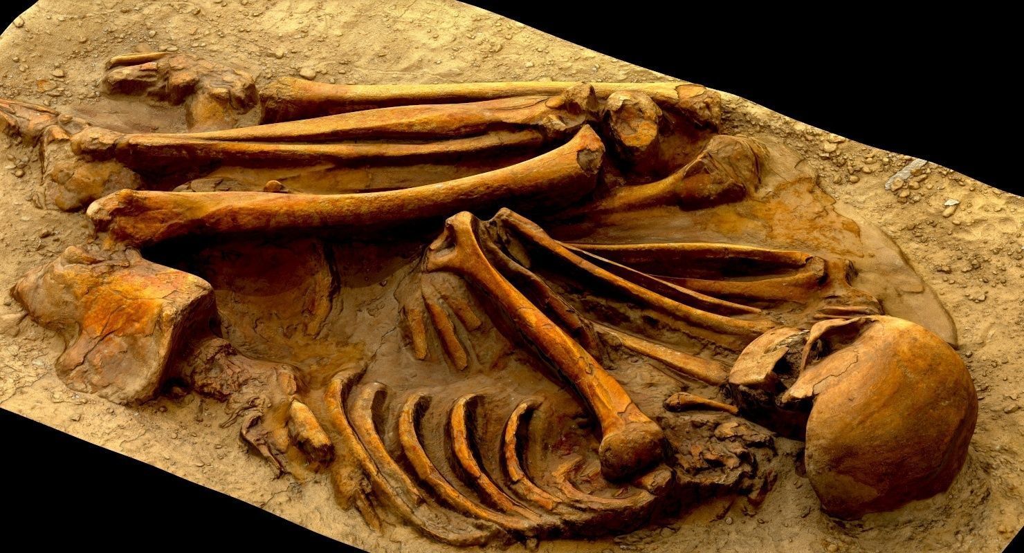 Real humen sceleton Low-poly 3D model_20