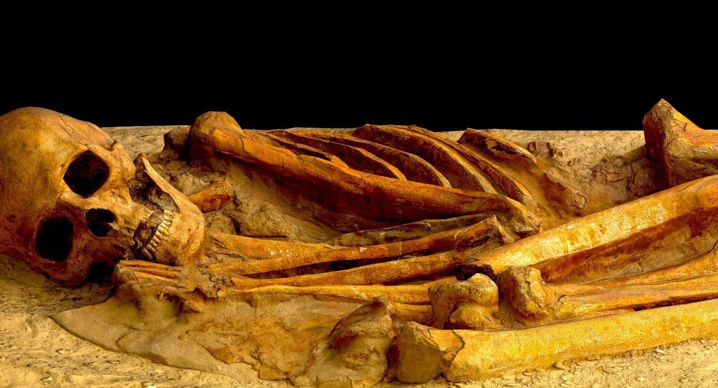 Real humen sceleton Low-poly 3D model_3