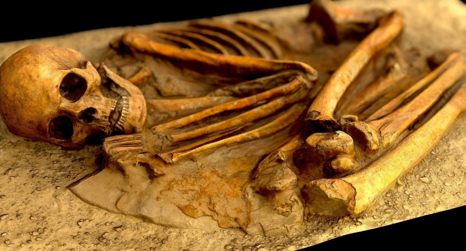 Real humen sceleton Low-poly 3D model_21