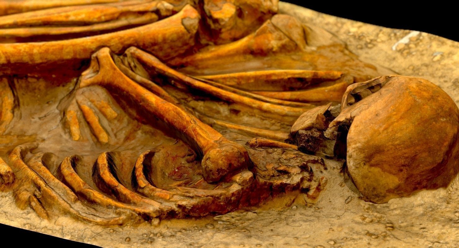 Real humen sceleton Low-poly 3D model_18