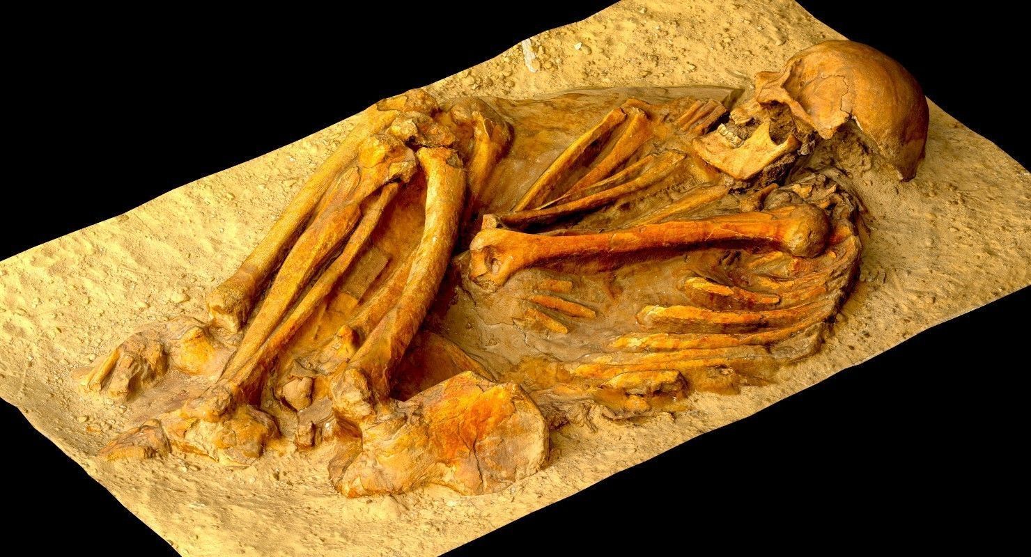 Real humen sceleton Low-poly 3D model_6