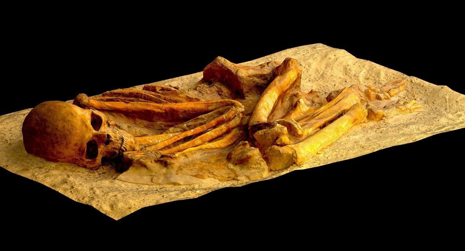 Real humen sceleton Low-poly 3D model_5