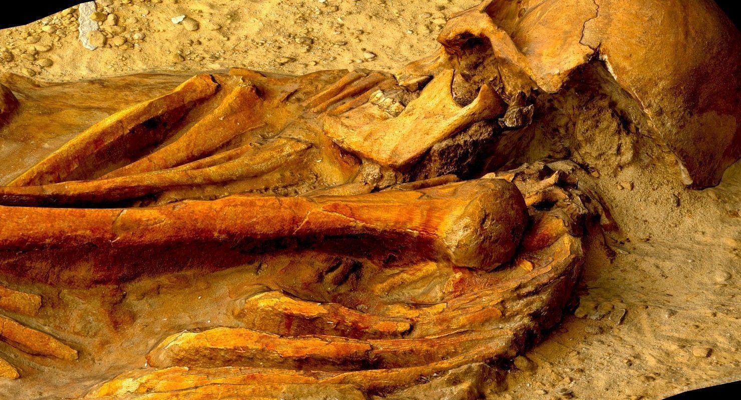 Real humen sceleton Low-poly 3D model_4