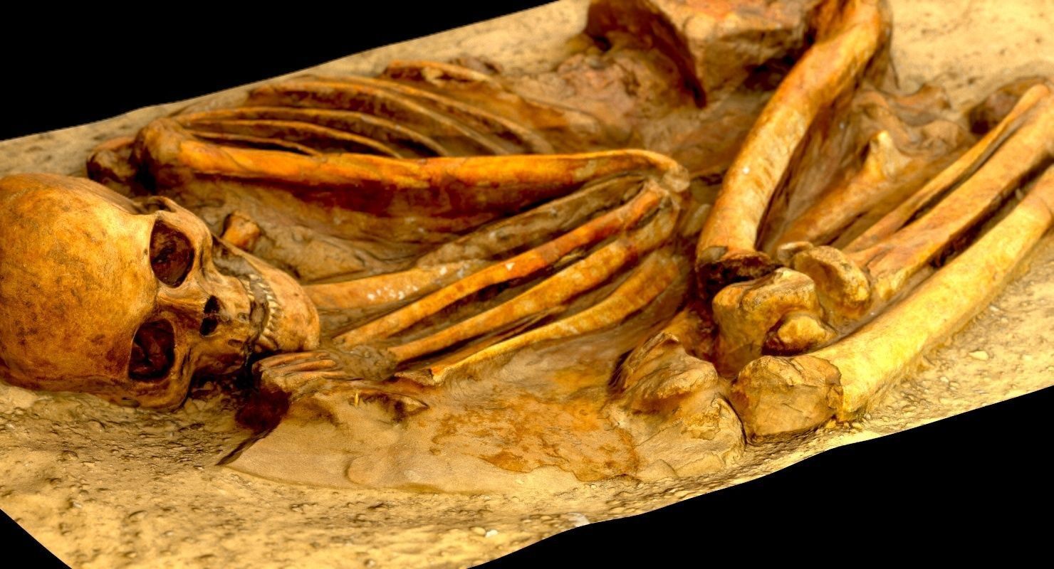 Real humen sceleton Low-poly 3D model_17