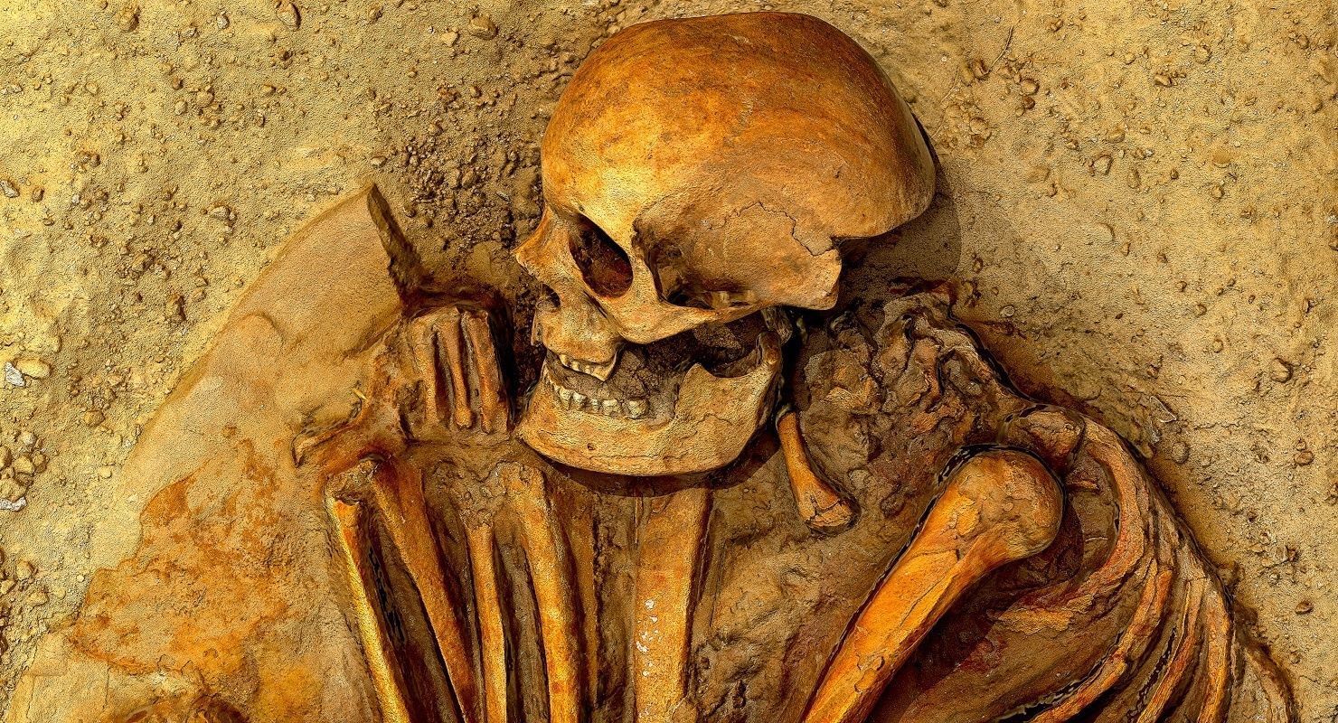 Real humen sceleton Low-poly 3D model_14