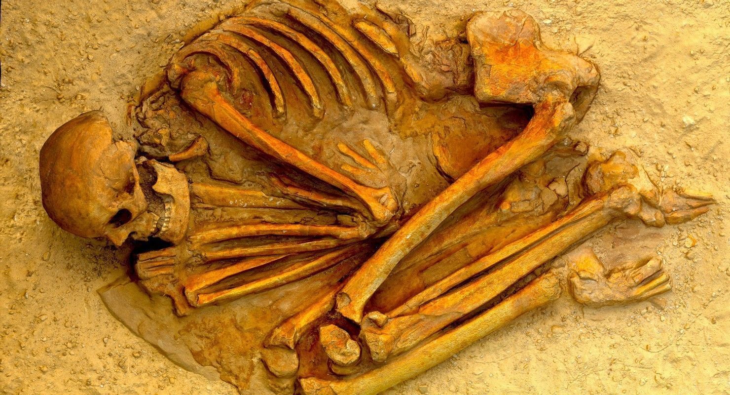 Real humen sceleton Low-poly 3D model_1