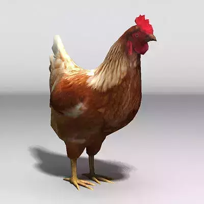 Lowpoly Hen rooster