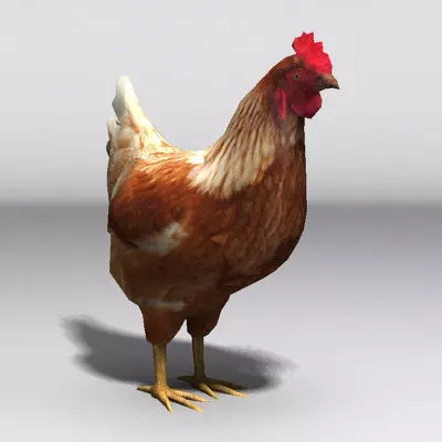 Lowpoly Hen rooster Low-poly 3D model