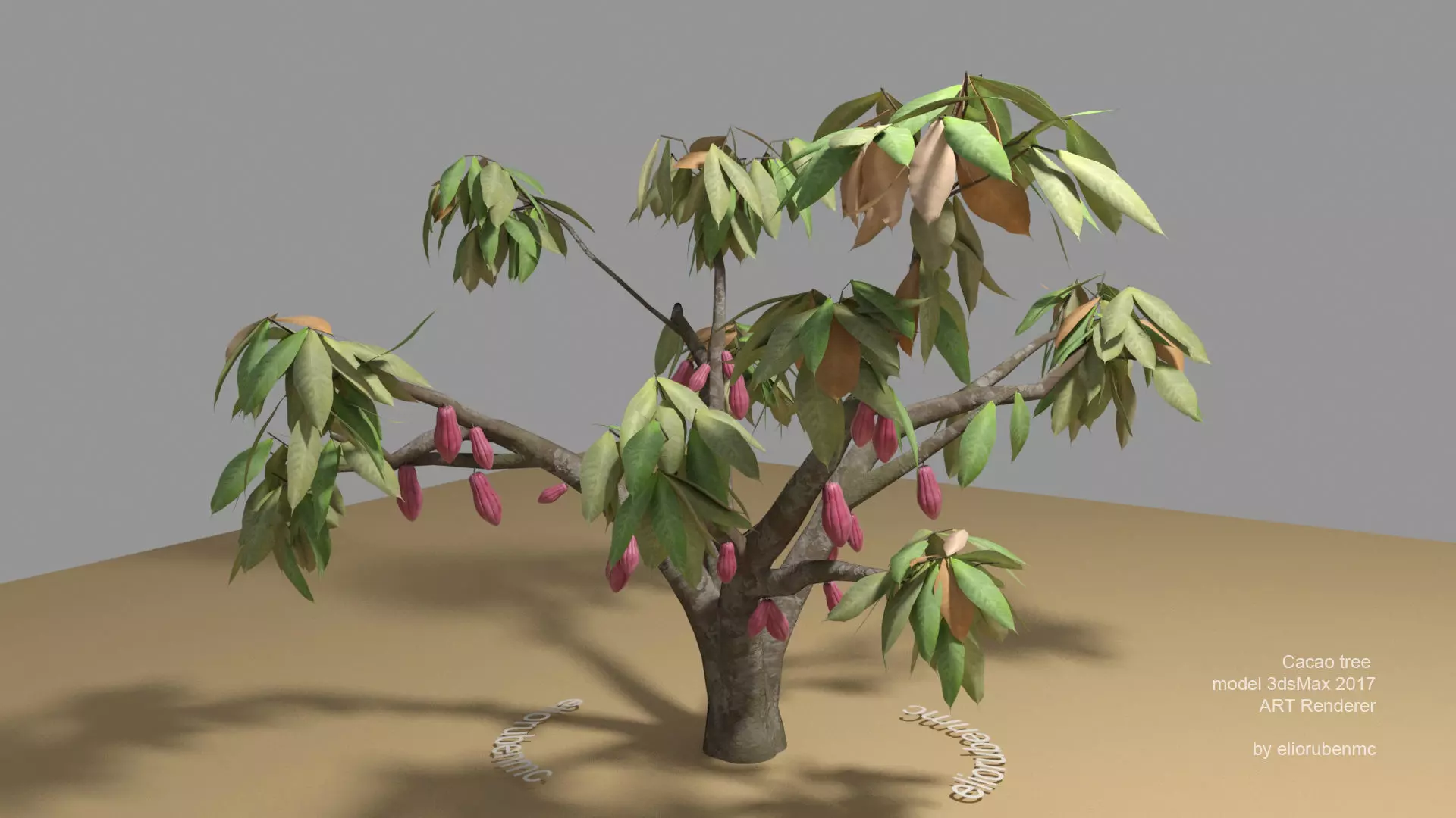 Cacao Tree type CCN51 with Fruit 3D model