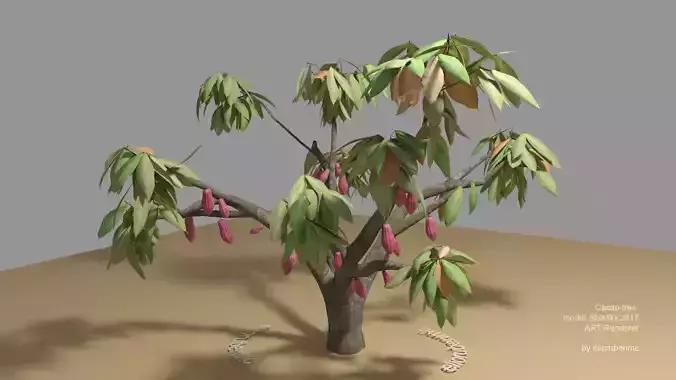Cacao Tree type CCN51 with Fruit