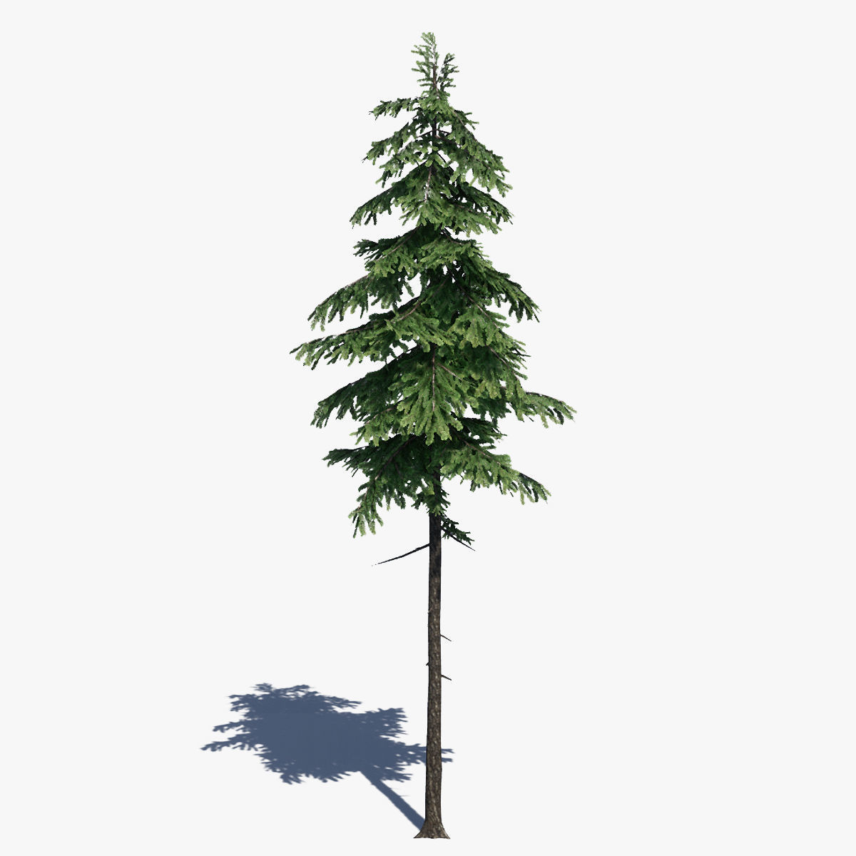 Pine Tree Pack 01 Low-poly 3D model_7