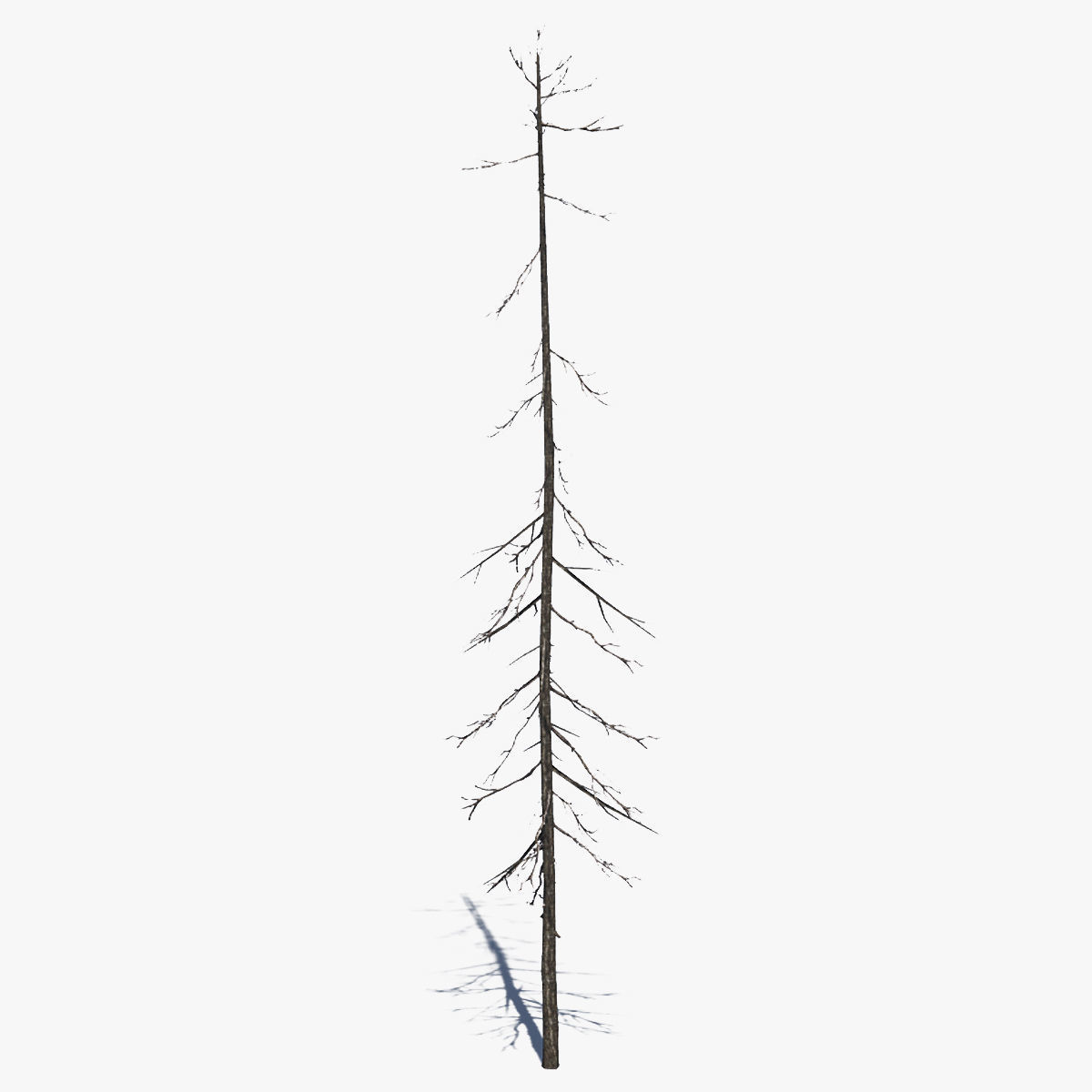 Pine Tree Pack 01 Low-poly 3D model_11