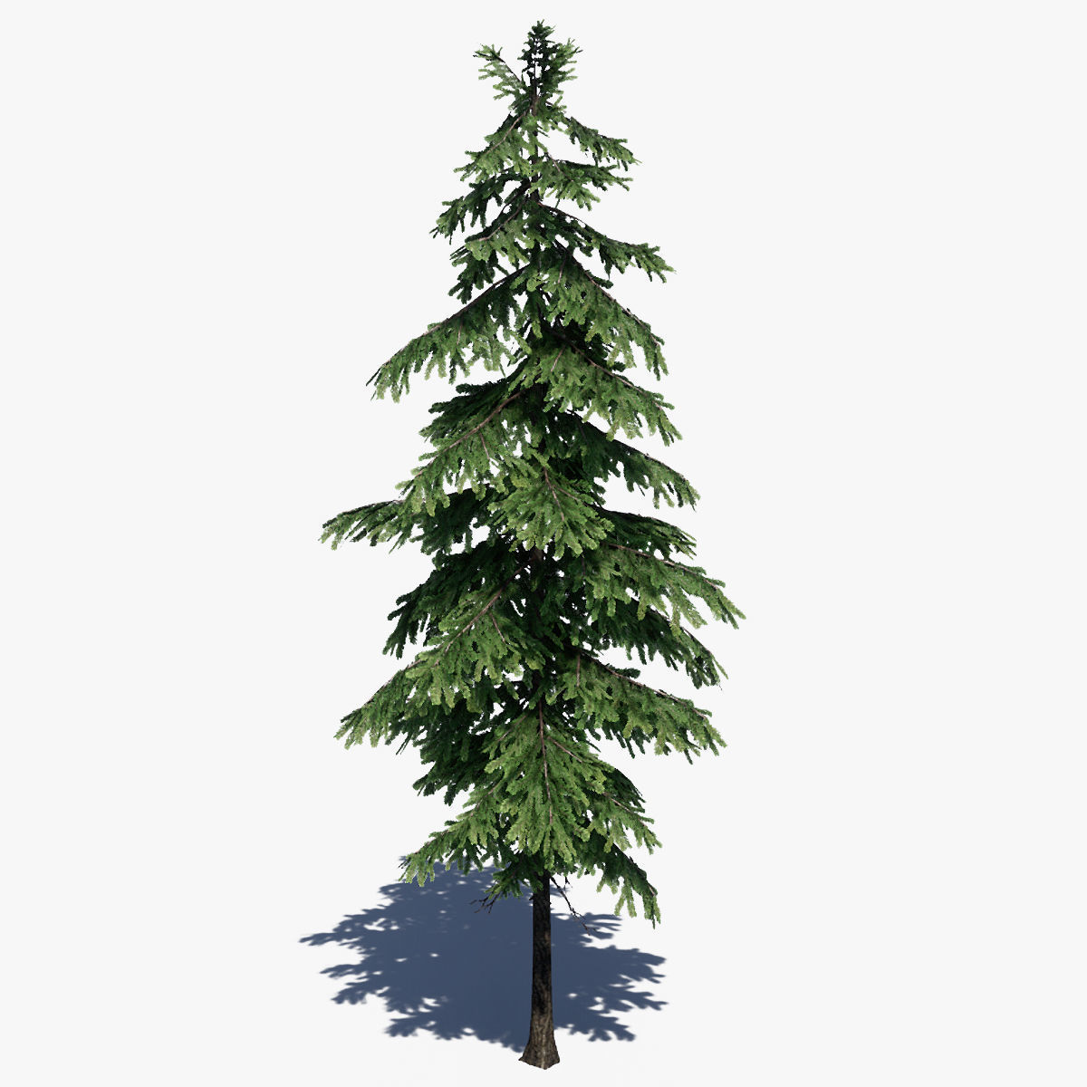 Pine Tree Pack 01 Low-poly 3D model_6