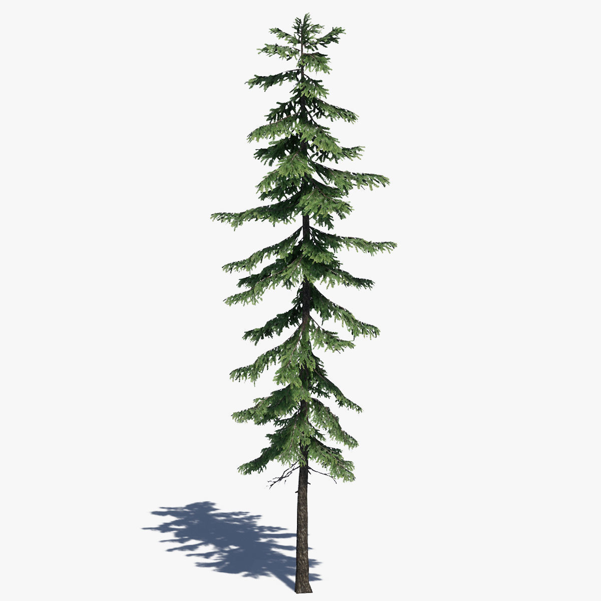 Pine Tree Pack 01 Low-poly 3D model_8