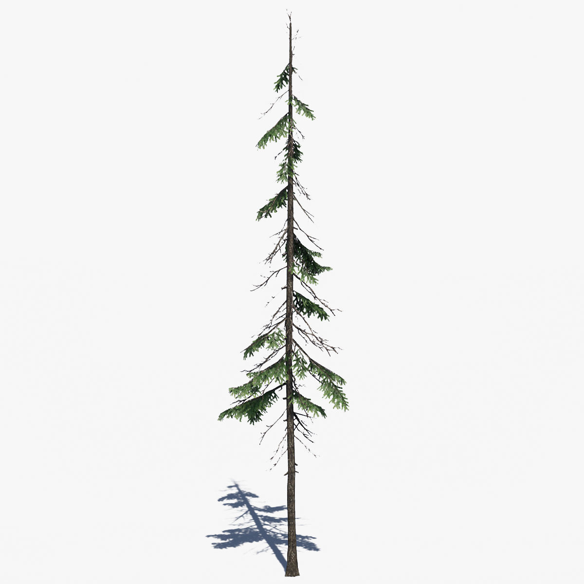 Pine Tree Pack 01 Low-poly 3D model_10