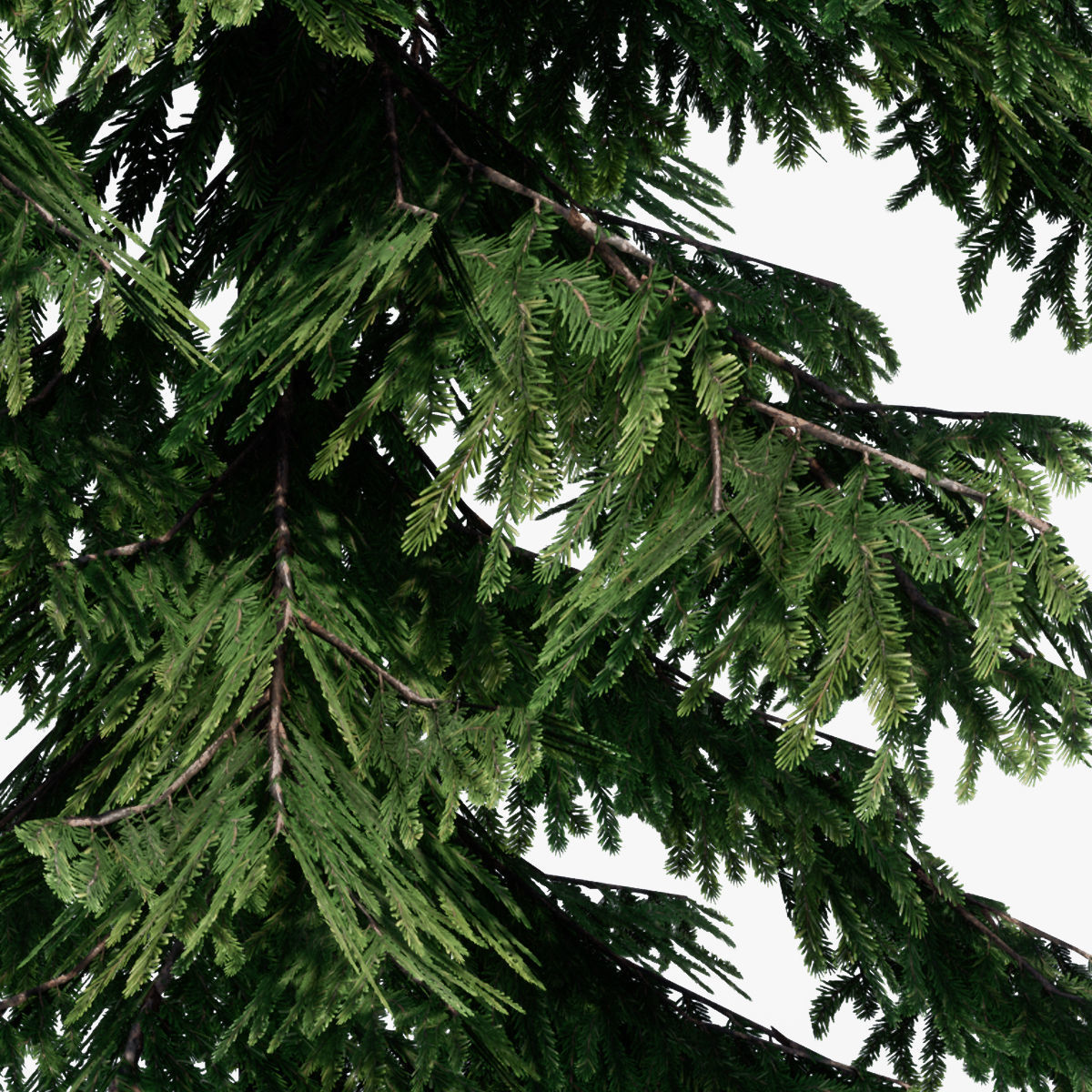 Pine Tree Pack 01 Low-poly 3D model_4