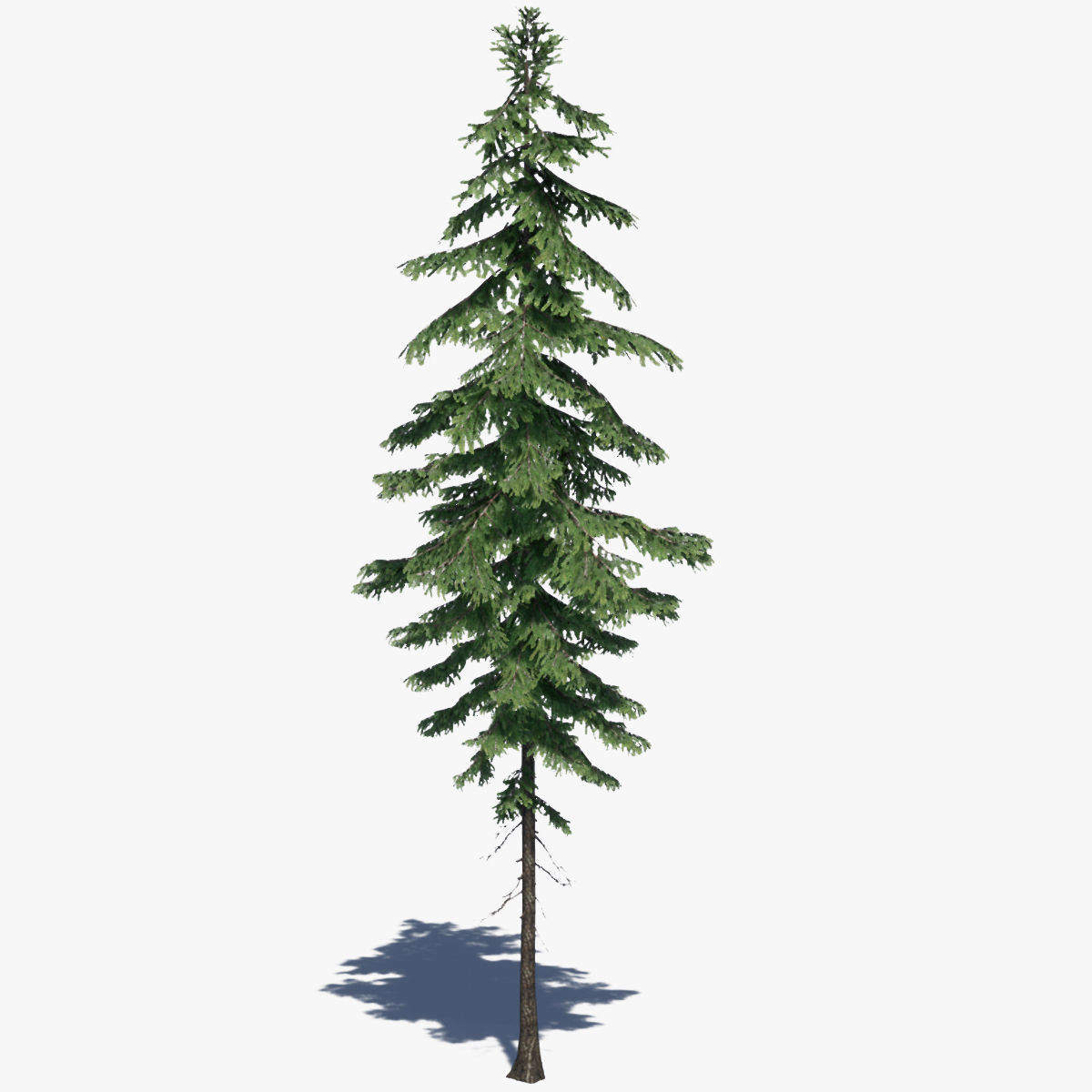 Pine Tree Pack 01 Low-poly 3D model_5