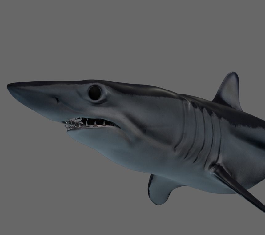 Shortfin Mako Shark 3D model_2