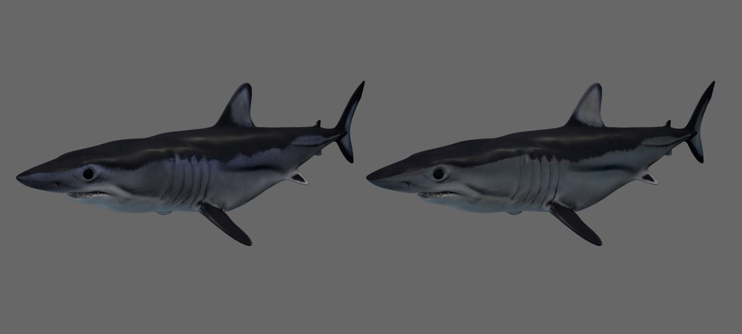 Shortfin Mako Shark 3D model_3