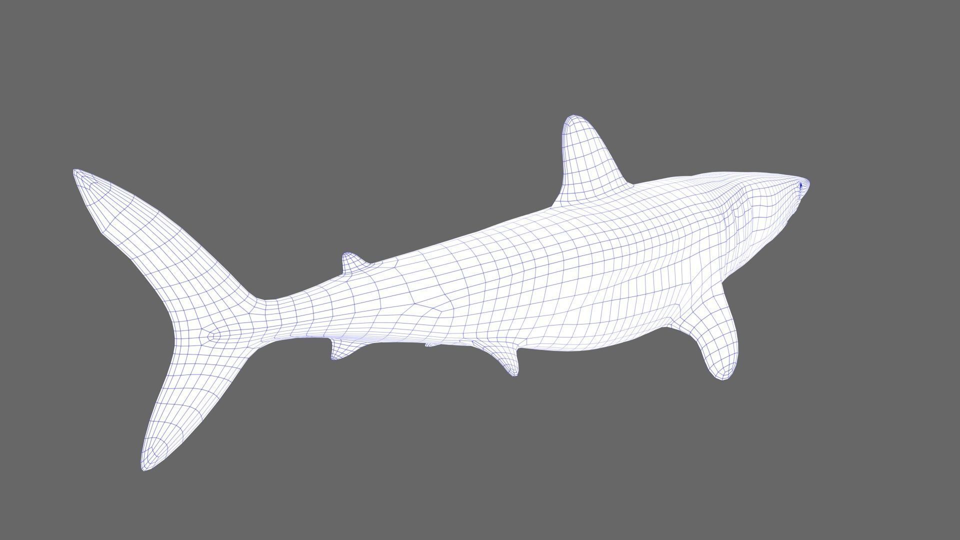 Shortfin Mako Shark 3D model_11