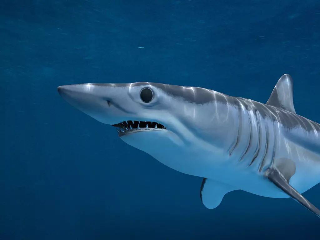 Shortfin Mako Shark 3D model_0