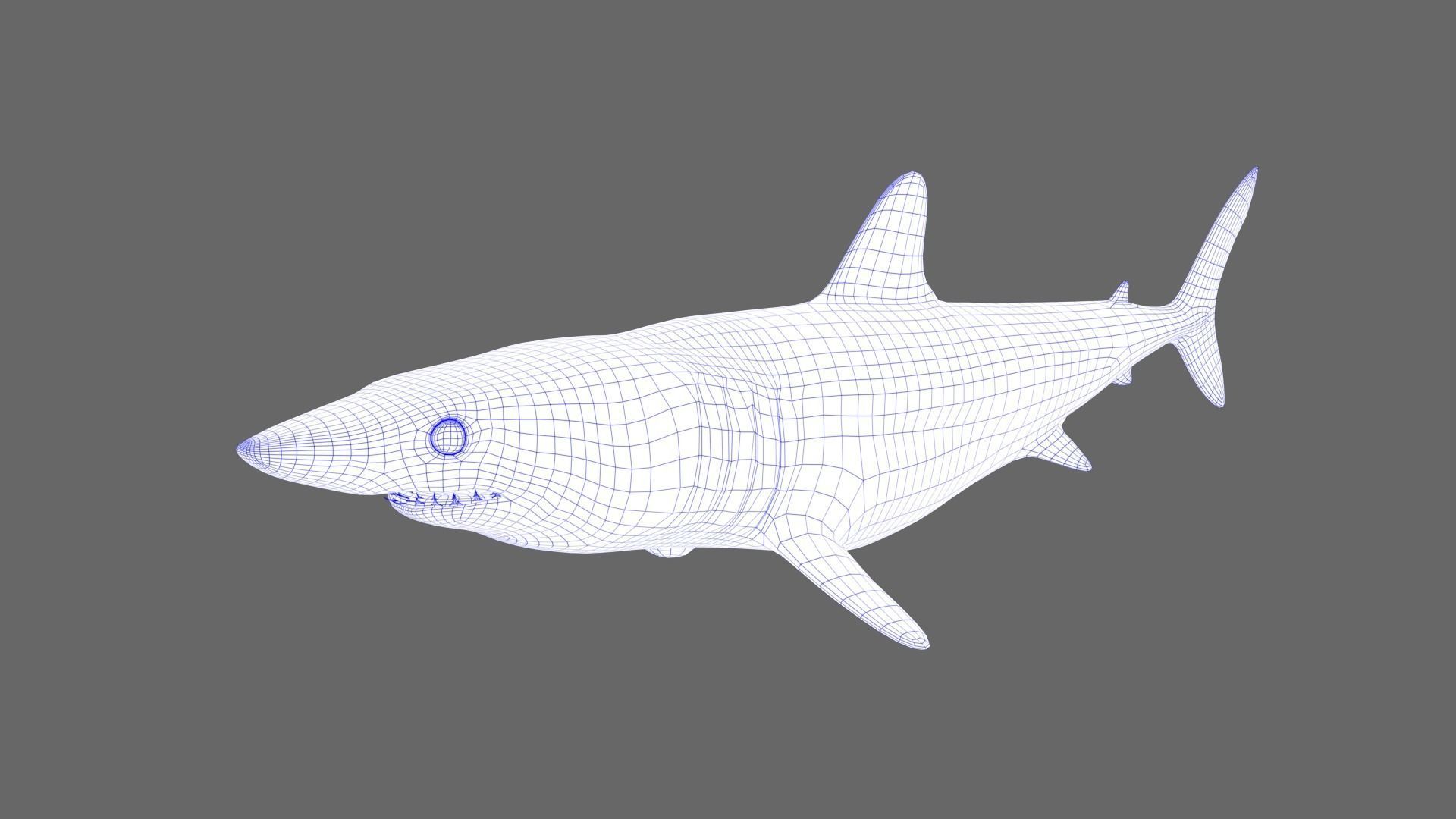 Shortfin Mako Shark 3D model_9
