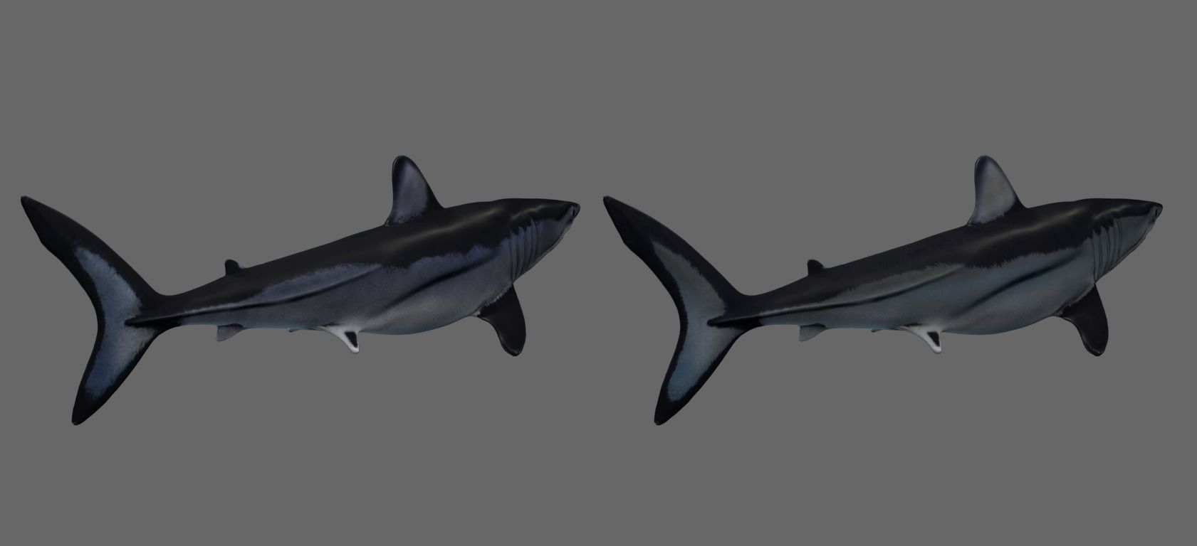 Shortfin Mako Shark 3D model_5