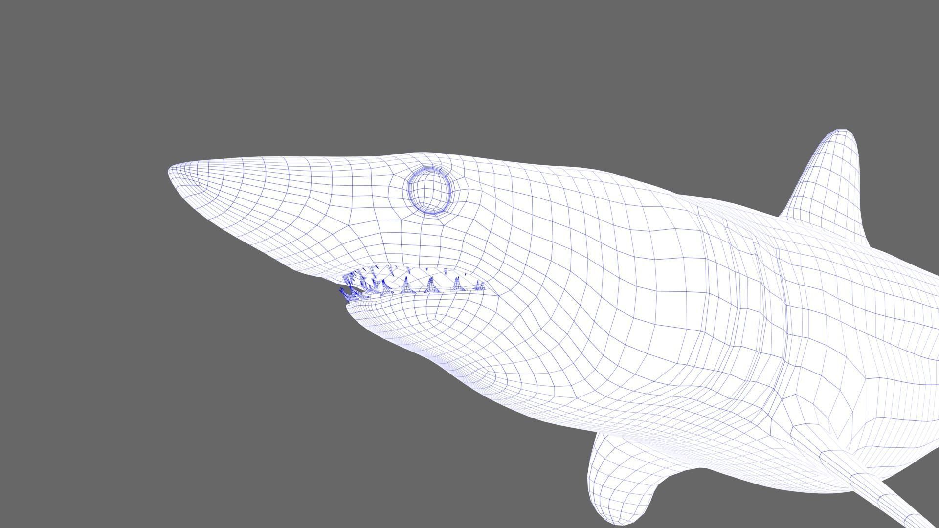 Shortfin Mako Shark 3D model_10