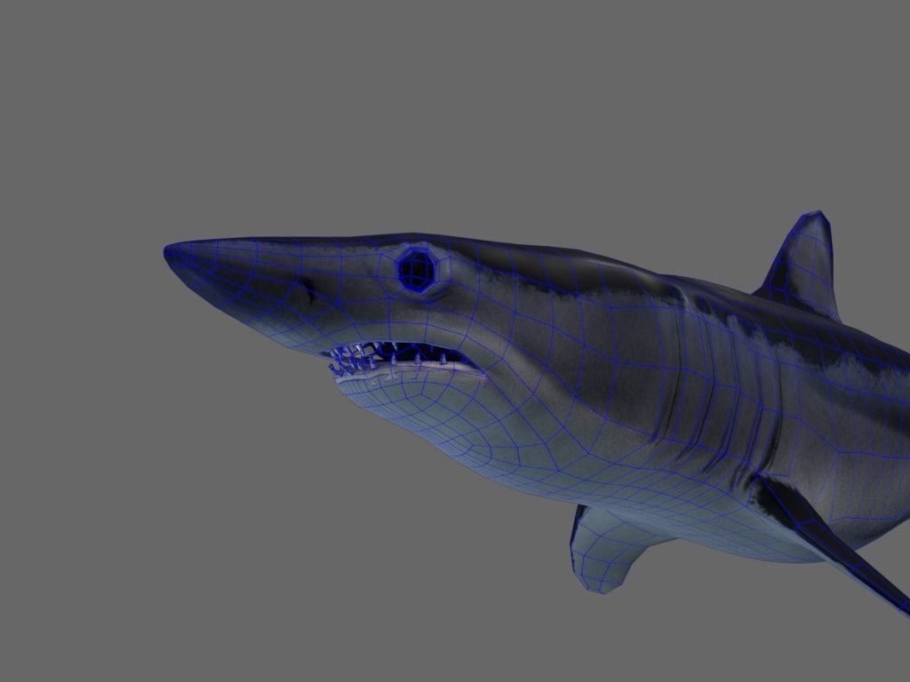 Shortfin Mako Shark 3D model_14