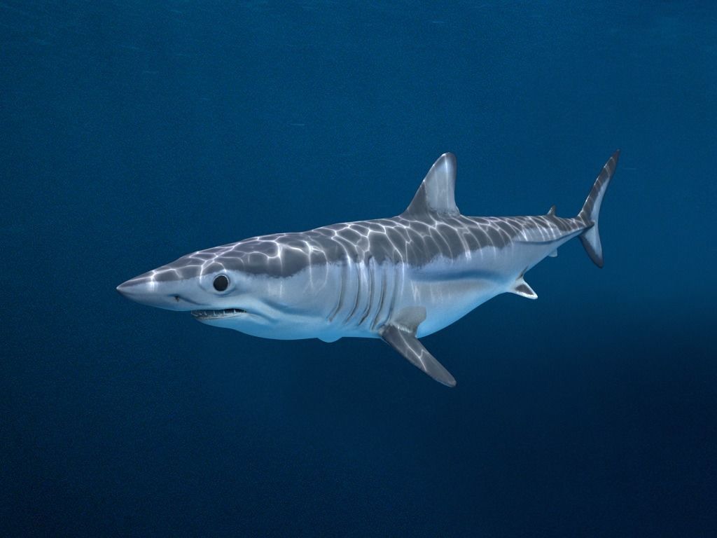 Shortfin Mako Shark 3D model_1