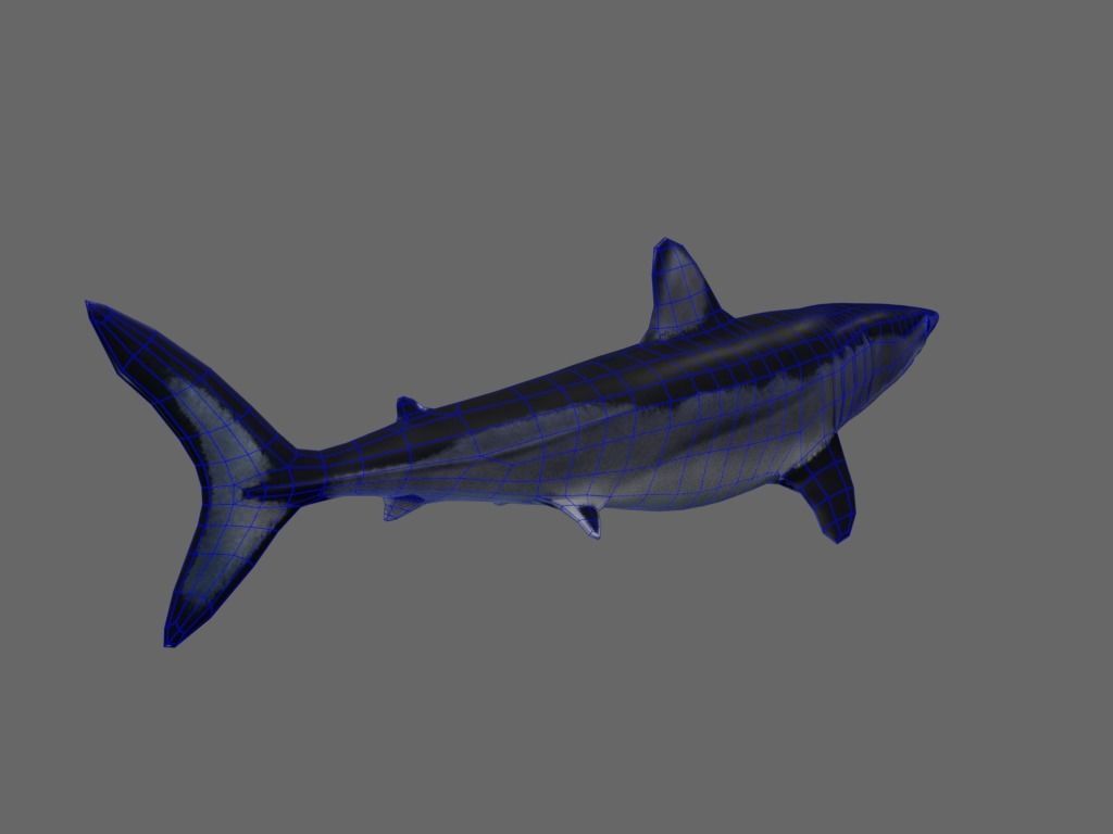 Shortfin Mako Shark 3D model_13