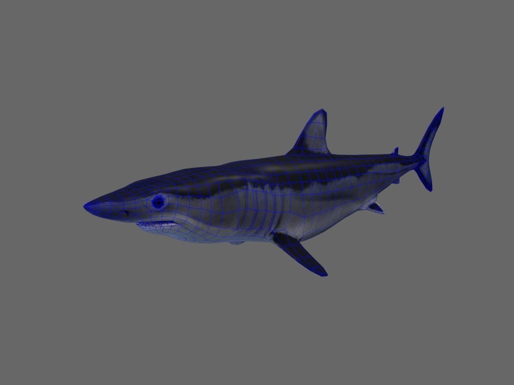 Shortfin Mako Shark 3D model_12