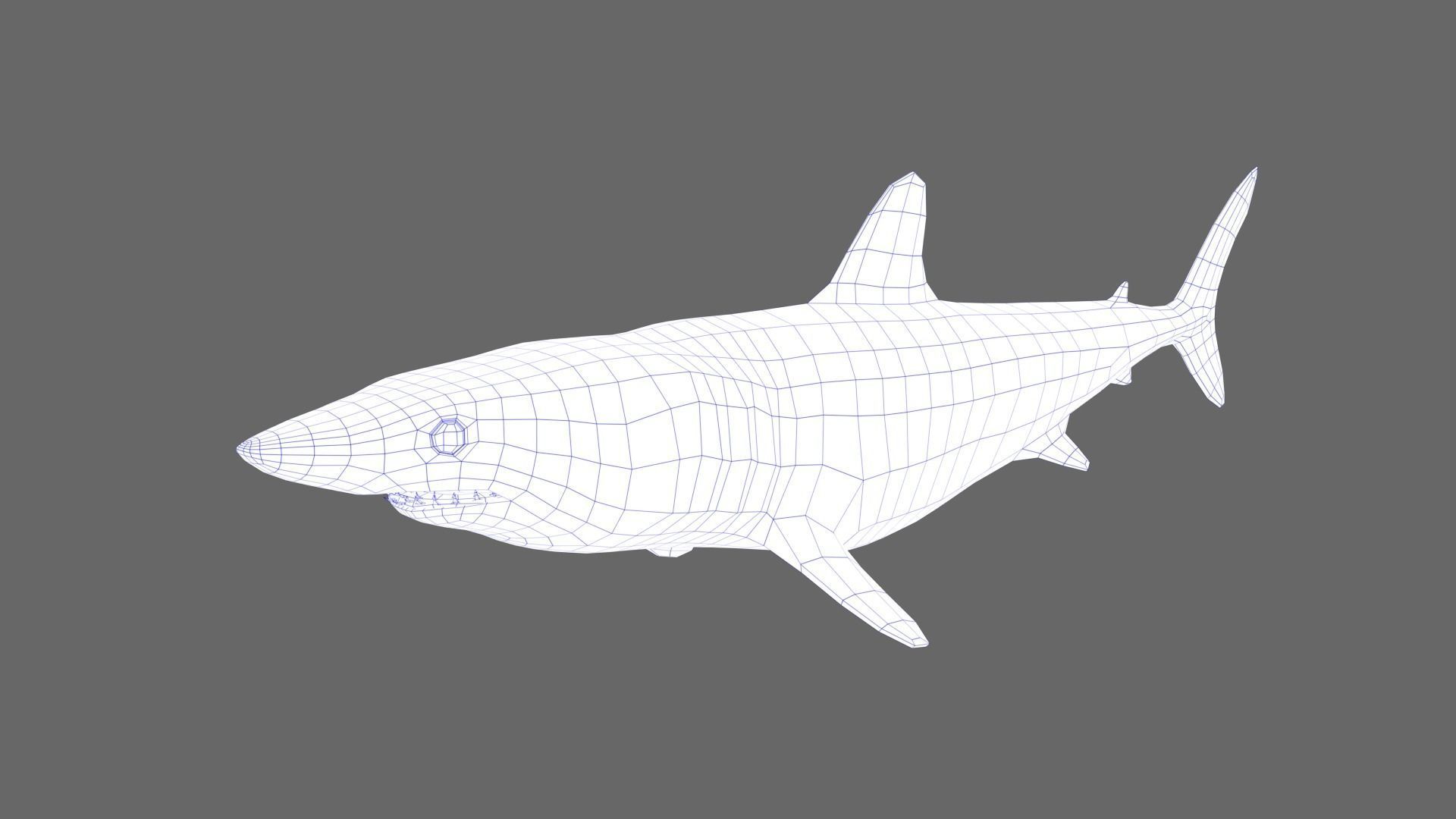 Shortfin Mako Shark 3D model_6