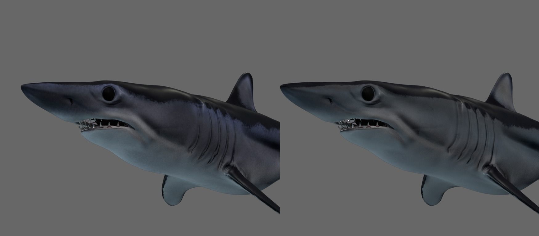 Shortfin Mako Shark 3D model_4