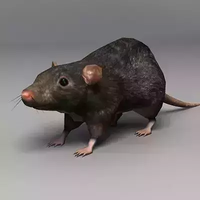 Lowpoly Rat