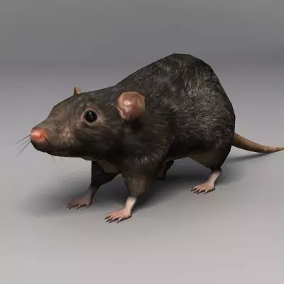 Lowpoly Rat Low-poly 3D model