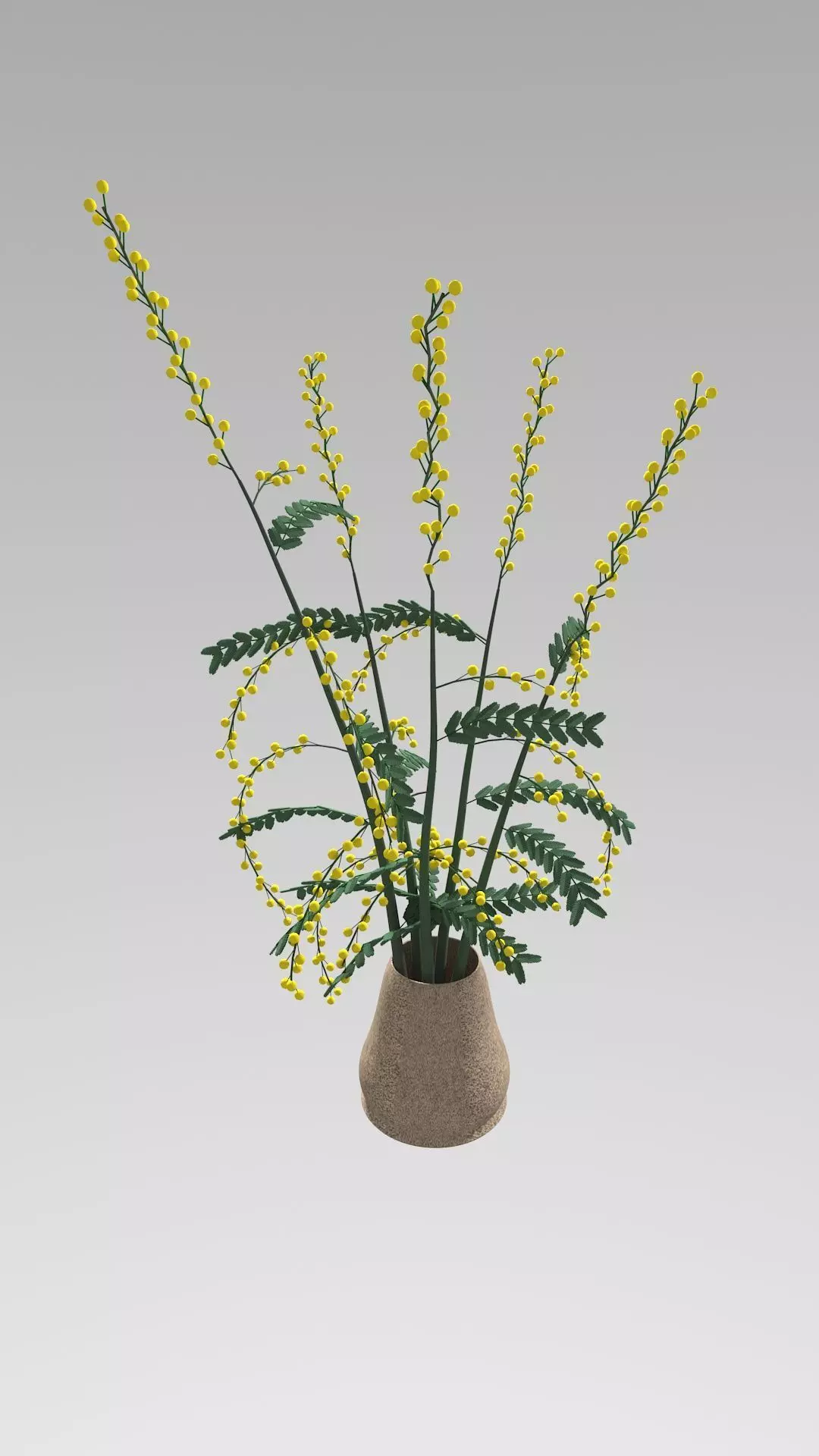mimosa in a pot 3D model