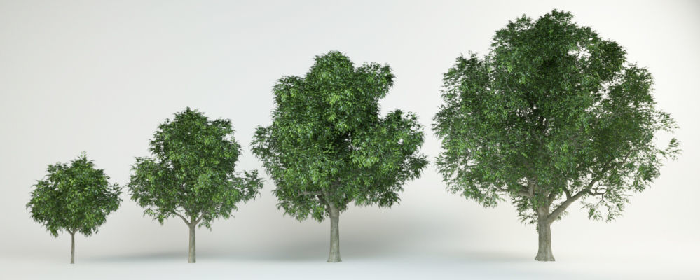 4 Red oak Quercus rubra 3D model