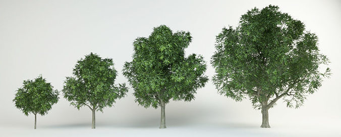 4 Red oak Quercus rubra  3D model