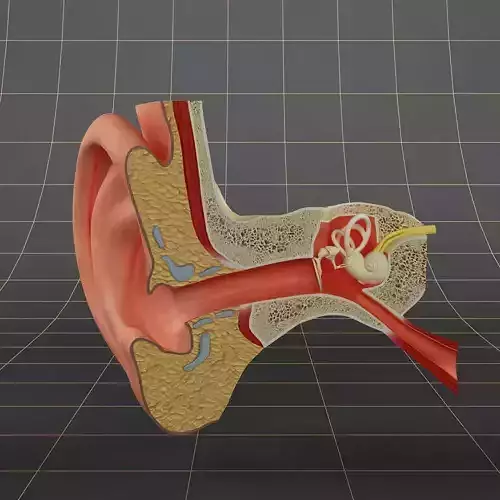 Anatomy ear 3D model